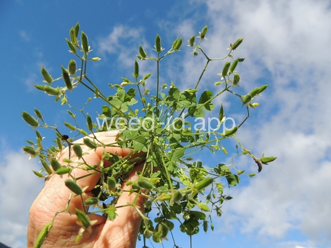 woodsorrel, creeping